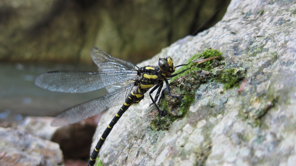 Libellula gialla: Cordulegaster bidentata